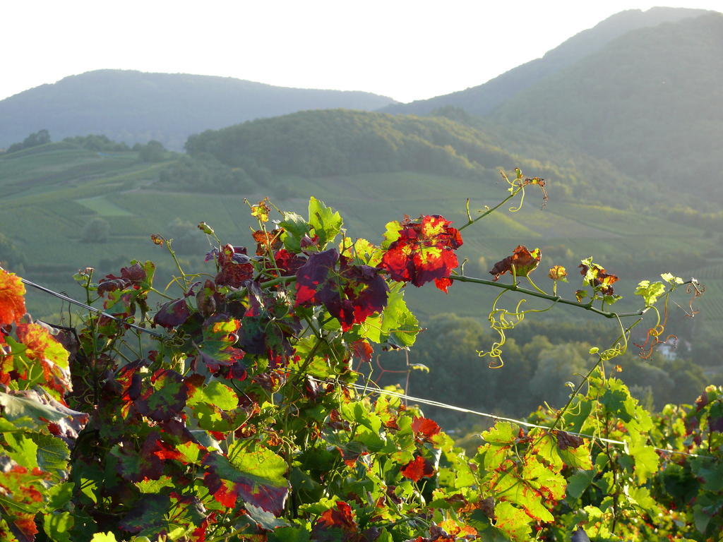 Landhotel Sonnenhof Siebeldingen 외부 사진
